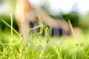 Closeup macro of a green grass in summer on a sunny day, woman silhouette