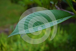 Closeup/macro green nature leaf on nature background.