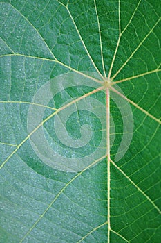 Closeup Macro of Green Parasol Leaf Tree