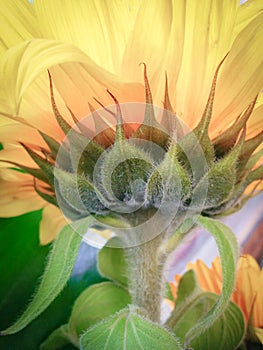 Closeup of Bright Yellow Sunflower with Stem