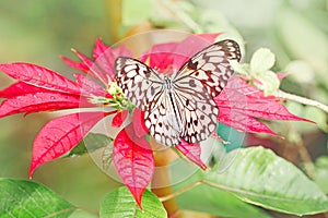 Closeup macro of  Idea leuconoe butterfly. Wild white black insect animal sitting on red poinsettia flower in a garden. Paper kite