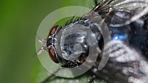 Closeup macro image of bluebottle fly / blow fly Calliphoridae on a green leaf