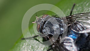 Closeup macro image of bluebottle fly / blow fly Calliphoridae on a green leaf in summer