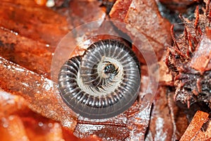 Closeup macro image of a millipede