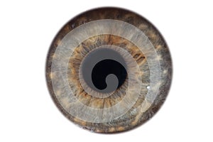 Closeup macro iris of female green eye isolated