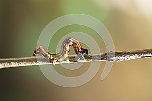 A closeup macro isolated image of a Gulf Fritillary Caterpillar,brown caterpillar with white spots on the branches