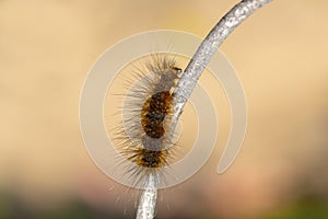 A closeup macro isolated image of a Gulf Fritillary Caterpillar,brown caterpillar with white spots on the branches