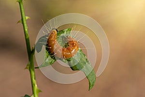 A closeup macro isolated image of a Gulf Fritillary Caterpillar,The Caterpillar has bright orange skin