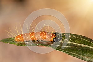 A closeup macro isolated image of a Gulf Fritillary Caterpillar,The Caterpillar has bright orange skin