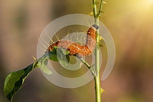 A closeup macro isolated image of a Gulf Fritillary Caterpillar,The Caterpillar has bright orange skin