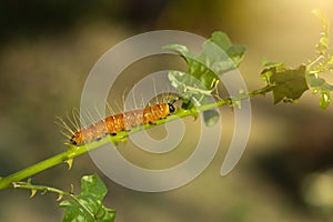 A closeup macro isolated image of a Gulf Fritillary Caterpillar,The Caterpillar has bright orange skin