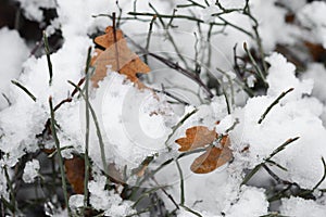 Closeup macro of leaves and plant covered in snow