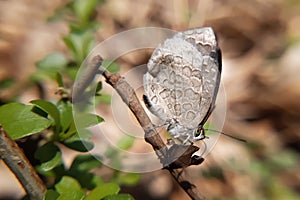 Closeup macro of a lycaenidae butterfly resting on a twig