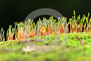 closeup macro of mushroom haircap moss sponge on a tree trunk