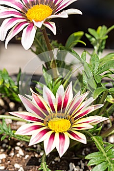 Closeup macro petals pestle gerbera in the flower pot in the garden