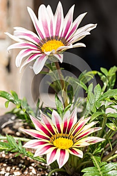Closeup macro petals pestle gerbera in the flower pot in the garden