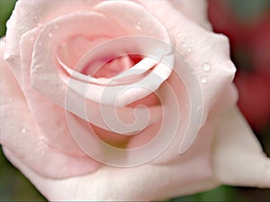 Closeup macro petals pink rose  flower with water drops and soft focus, blurred background ,sweet color for wedding card