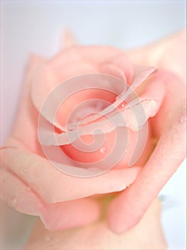 Closeup macro petals pink rose  flower with water drops and soft focus, blurred background ,sweet color for wedding card