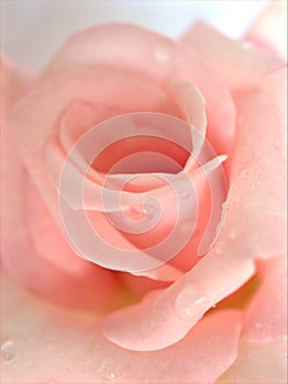 Closeup macro petals pink rose isolated flower with water drops and soft focus, blurred background ,sweet color for wedding card