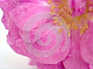 Closeup macro petals pink rose isolated flower with water drops and soft focus, blurred background ,sweet color for wedding card