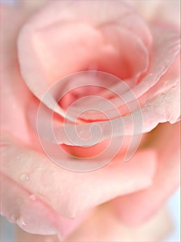 Closeup macro petals pink rose isolated flower with water drops and soft focus, blurred background ,sweet color for wedding card