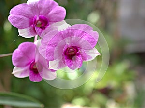Closeup macro petals purple pink cooktown orchid ,Dendrobium bigibbum orchid flower plants and soft focus on sweet pink background