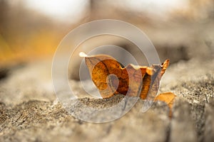 Closeup macro photo of autumn leaves and grass