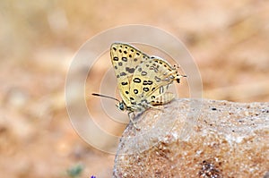 Cigaritis maxima butterfly sitting on rock , butterflies of Iran photo