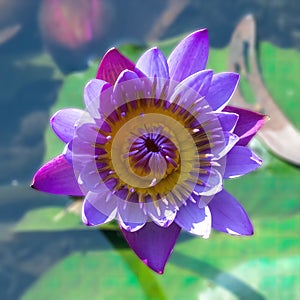 Closeup Macro Photo of Purple, Pink, Blue, Water Lily, Aquatic Flower, Nymphaea nouchali, Nymphaea stellata