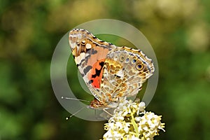 Vanessa cardui , Painted lady butterfly on flower , butterflies of Iran photo