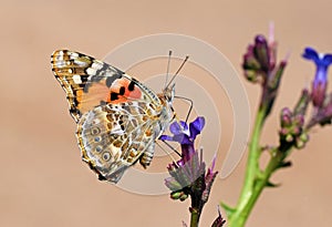 Vanessa cardui , the Painted lady butterfly nectar suckling on flower photo