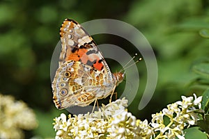 Vanessa cardui , the Painted lady butterfly suckling nectar on flower , butterflies of Iran photo