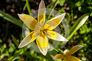 Closeup macro photo of a yellow flower with white petals