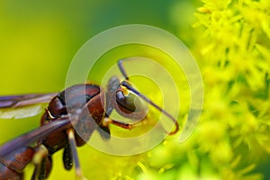 Closeup macro photography of an ant on a yellow flower