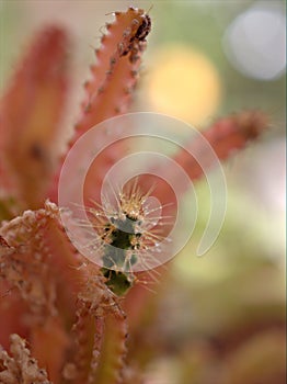 Closeup macro pink of Acanthocereus Tetragonus ,Fairy castle cactus desert plants with blurred background