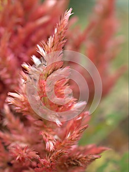 Closeup macro pink flower of Plumed cockscomb ,Celosia argentea flowering plants with blurred background, sweet color