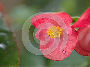 Closeup macro pink petals of begonia Bonanza eat flower plants with water drops  in garden and blurred background, sweet color