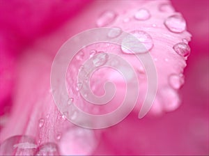 Closeup macro pink petals of rose flower with water drops and blurred background ,soft focus ,sweet color for wedding card design