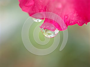 Closeup macro pink petals of rose flower with water drops and blurred background ,soft focus ,sweet color for wedding card design