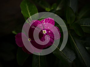 Closeup macro of pink purple rose Catharanthus roseus flower plant periwinkle with white dots on petals rainforest Peru