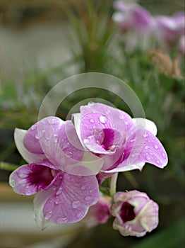 Closeup macro purple Dendrobium bigibbum cooktown orchids flower with water drops and blurred background, soft focus ,sweet color