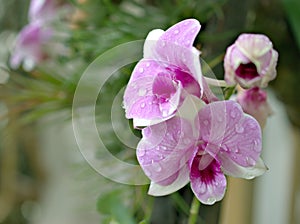 Closeup macro purple Dendrobium bigibbum cooktown orchids flower with water drops and blurred background, soft focus ,sweet color