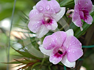 Closeup macro purple Dendrobium bigibbum cooktown orchids flower with water drops and blurred background, soft focus ,sweet color