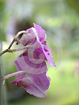 Closeup macro purple Dendrobium bigibbum cooktown orchids flower with water drops and blurred background, soft focus ,sweet color