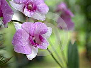 Closeup macro purple Dendrobium bigibbum cooktown orchids flower with water drops and blurred background, soft focus ,sweet color