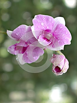 Closeup macro purple Dendrobium bigibbum cooktown orchids flower with water drops and blurred background, soft focus ,sweet color