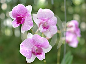 Closeup macro purple Dendrobium bigibbum cooktown orchids flower with water drops and blurred background, soft focus ,sweet color