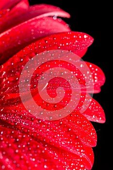 Closeup macro of red gerbera with water droplets and black background