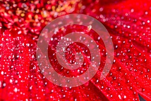 Closeup macro of red gerbera with water droplets and black background