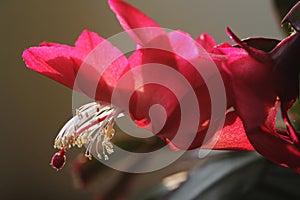 Closeup macro of red Schlumbergera flower. Christmas cactus. Soft focused